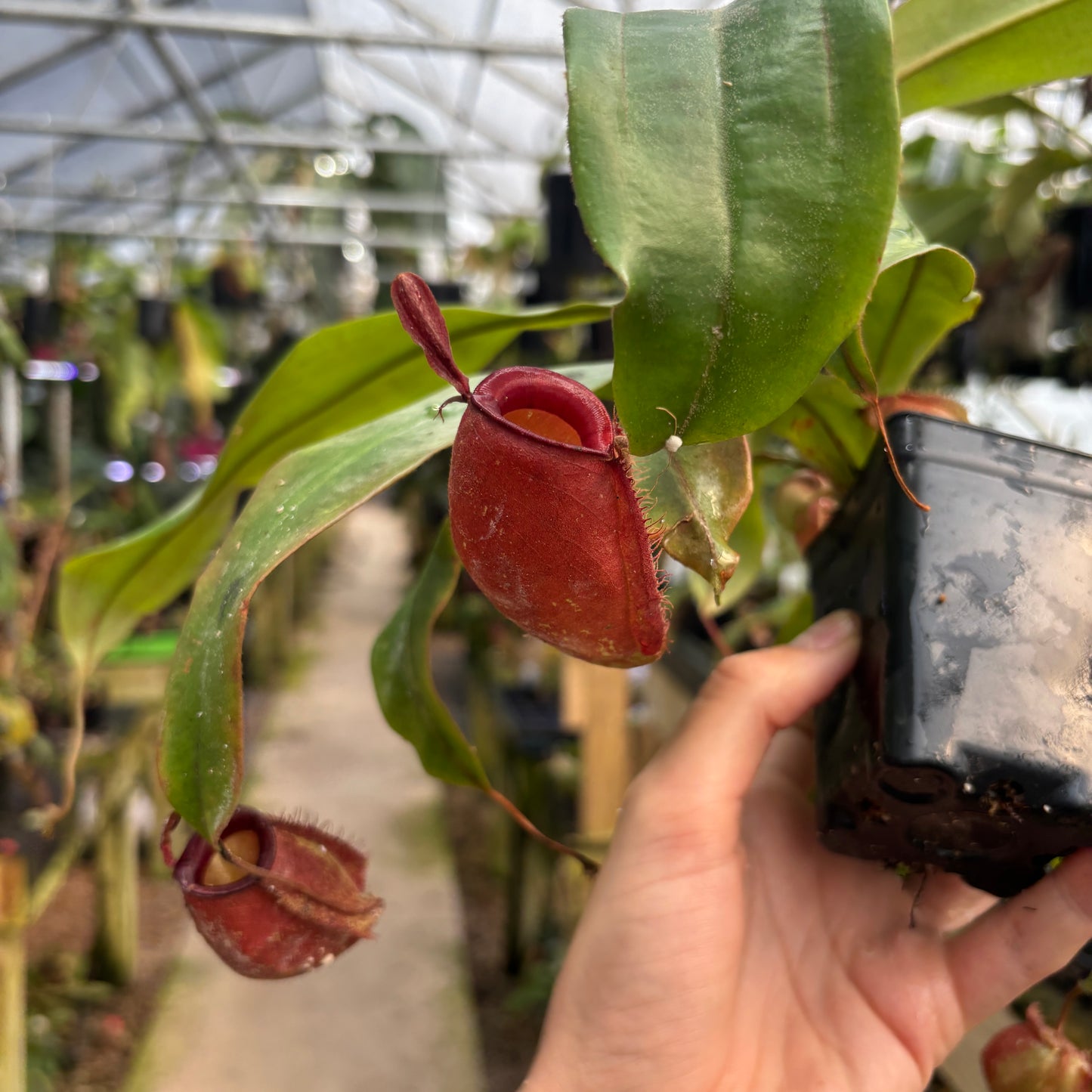[W248] Nepenthes ampullaria ('Harlequin' x 'Black Miracle') (L)
