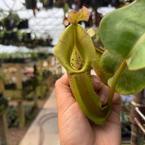 WH0375	Nepenthes veitchii (L) (Q)