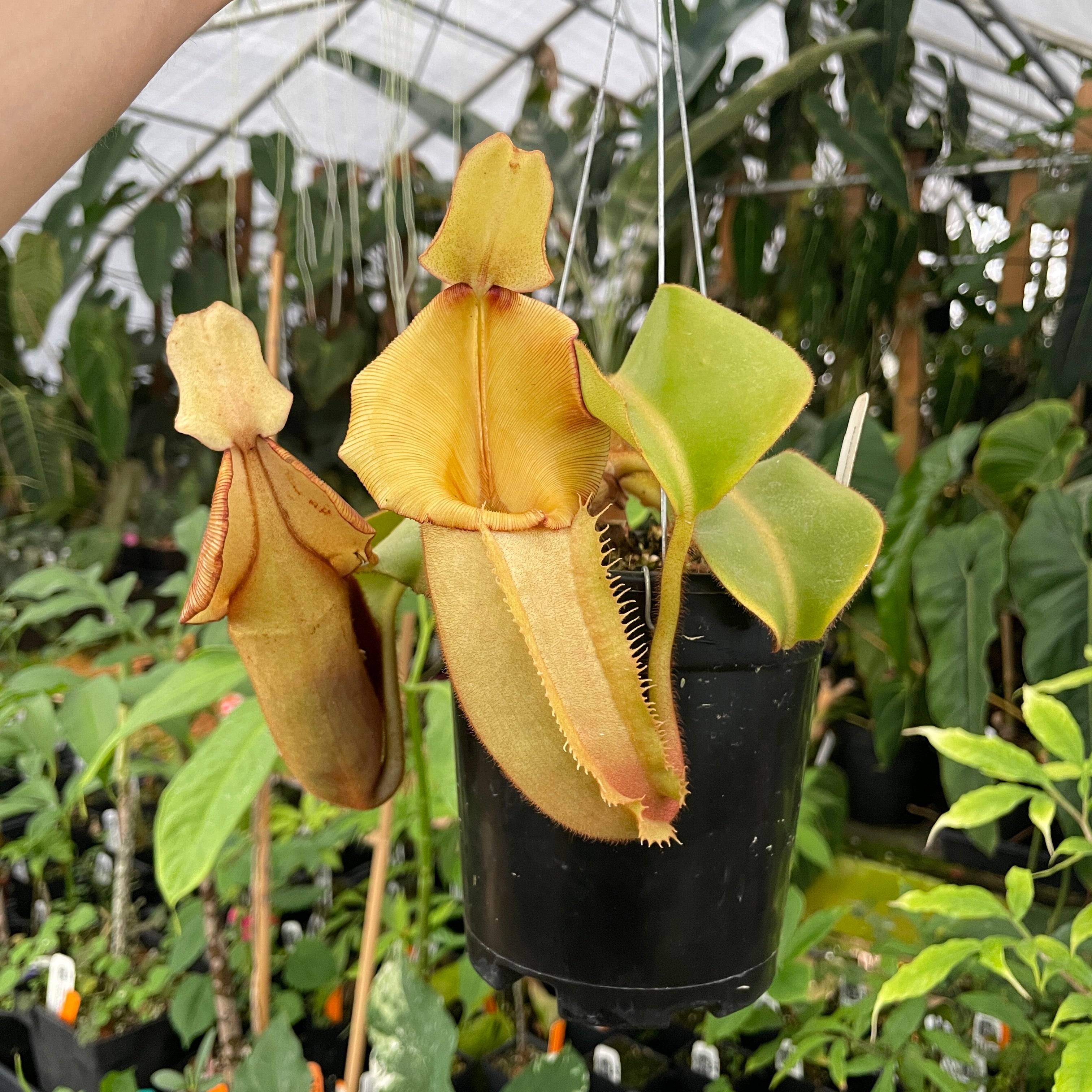 A252] Nepenthes veitchii Bario NE32C (XL, unpotted) – Carnivero