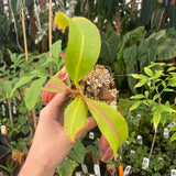 [A253] Nepenthes veitchii "Requiem for a Dream" (L, unpotted)
