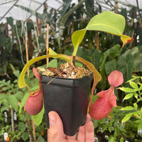 [A253] Nepenthes veitchii "Requiem for a Dream" (L, unpotted)
