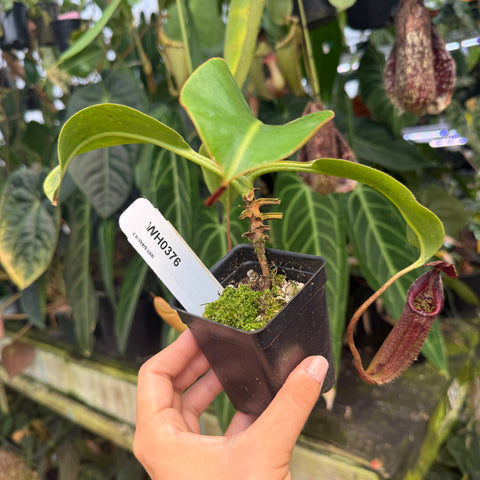 WH0376	Nepenthes burbidgiae x robcantleyi, BE-3577	(L)