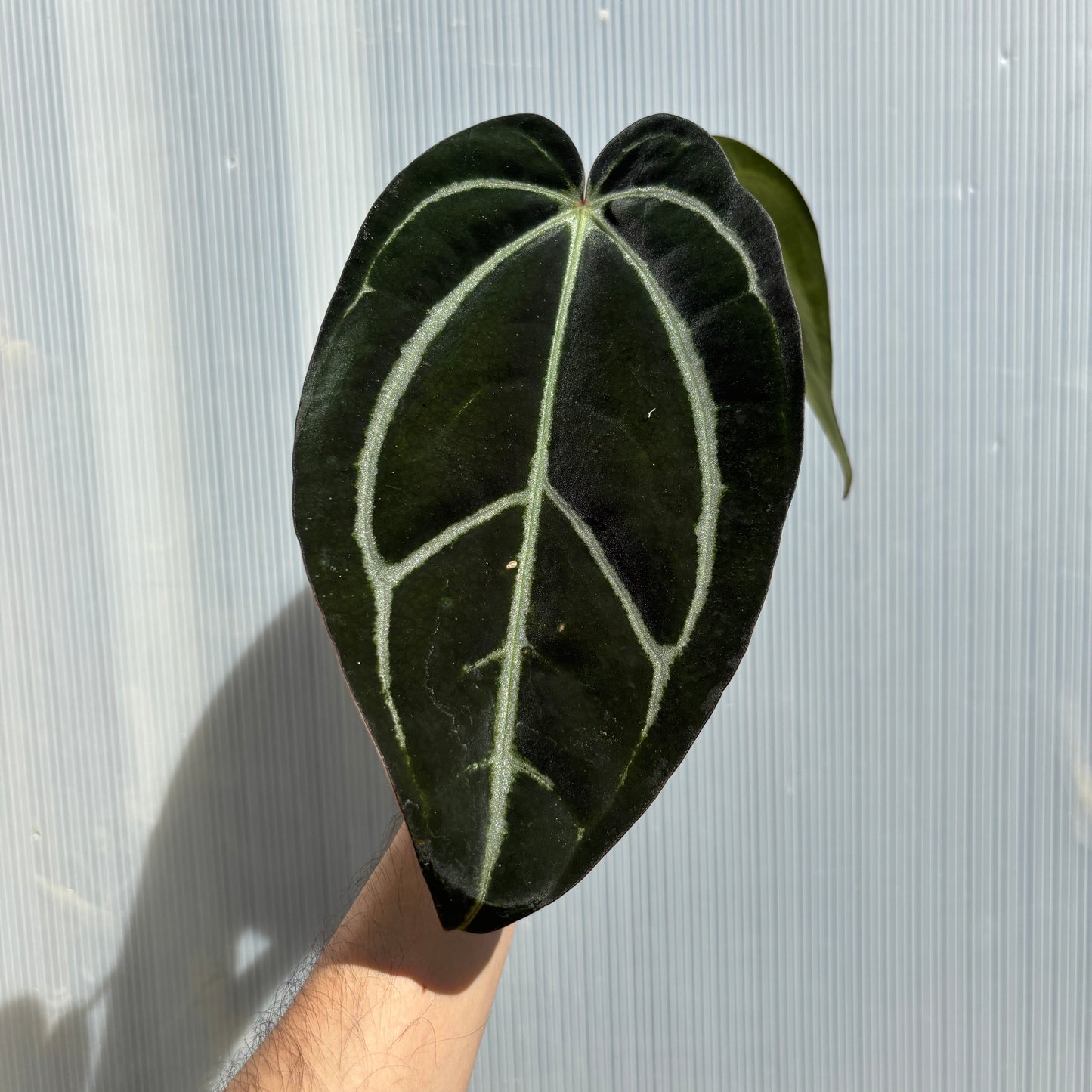 [A250] Anthurium carlablackiae (XL)