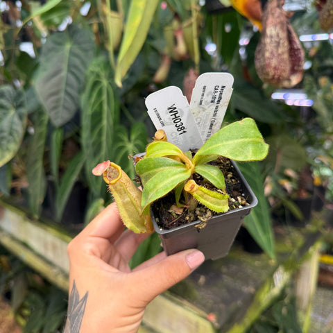 WH0381	Nepenthes vietchii ('Queen' x BE-3734), CAR-1018 (M)