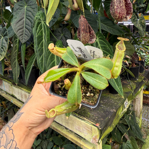 WH0382	Nepenthes veitchii ('Bario' BE-4033 x 'Candy Dreams'), CAR-0738 (M)
