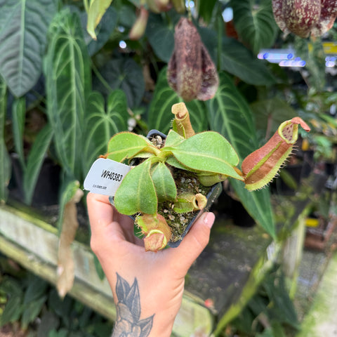WH0383	Nepenthes veitchii ((m) grex #2 x 'Candy Dreams'), CAR-0843	(M)