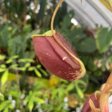 [A255] Nepenthes ampullaria 'Black Miracle'