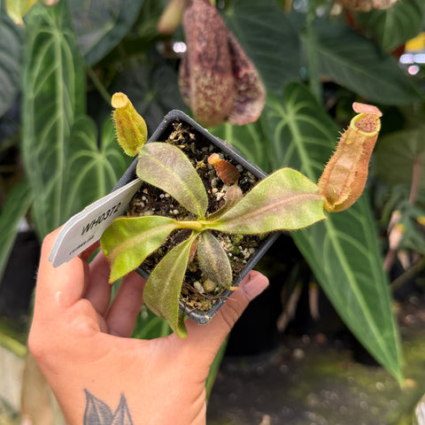 WH0372	Nepenthes vietchii ('Queen' x BE-3734), CAR-1018 (M)