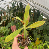 [A255] Nepenthes ampullaria 'Black Miracle'