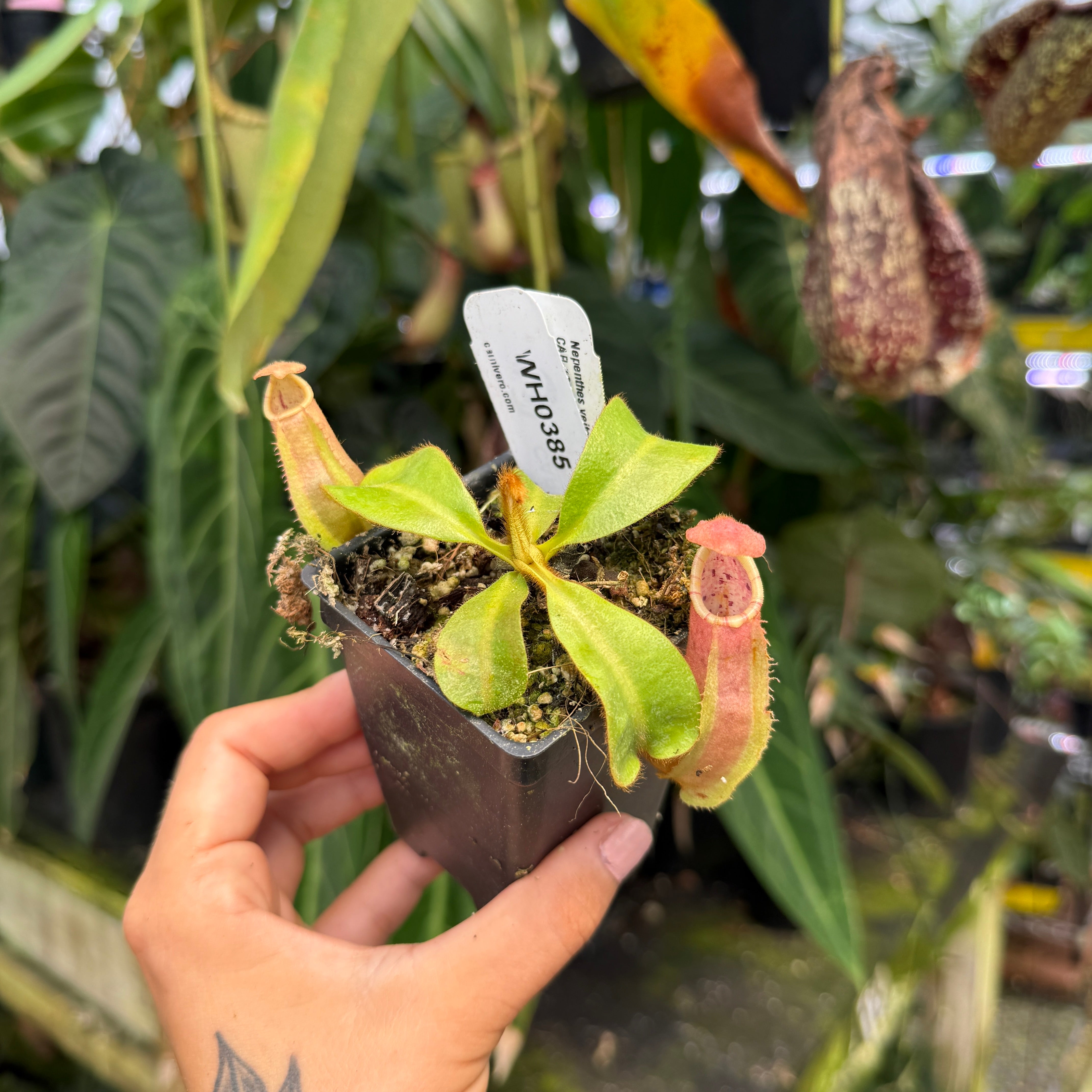 WH0385 Nepenthes veitchii ((m) grex #2 x 'Cobra'), CAR-1002 (M