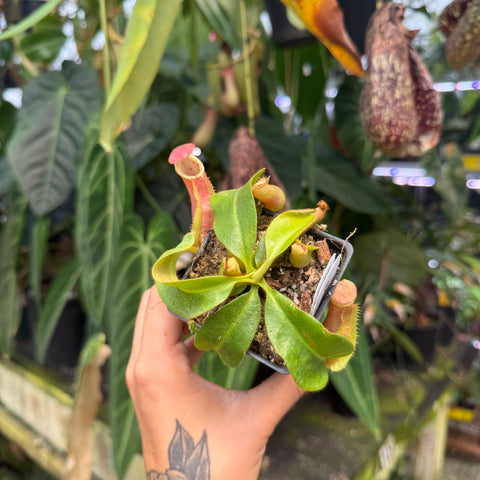 WH0384 Nepenthes veitchii ((m) grex #2 x 'Cobra'), CAR-1002	(M)