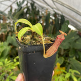 [A256]  Nepenthes marpesa x edwardsiana - Auction Exclusive! (Med)