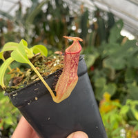 [A256]  Nepenthes marpesa x edwardsiana - Auction Exclusive! (Med)