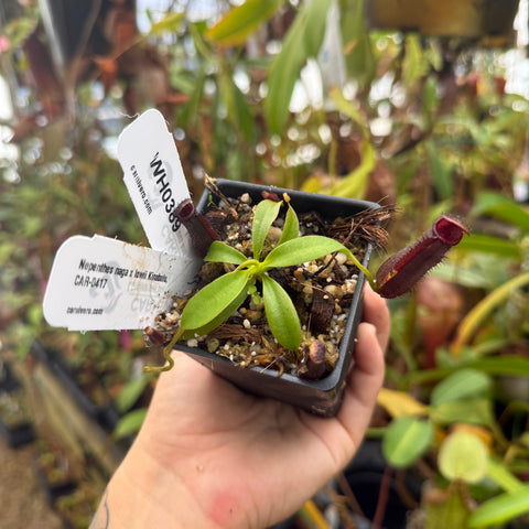WH0389 Nepenthes naga x lowii Kinabalu, CAR-0417 (S)