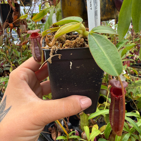 WH0387	Nepenthes rajah x (lowii x macrophylla), BE-4685	(M)