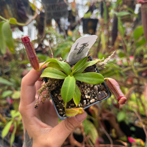WH0390 Nepenthes (spathulata x spectabilis) x edwardsiana, CAR-1096	(S)