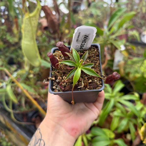 WH0394 Nepenthes izumiae x edwardsiana Clone: 03, IMP-0207 (XS)