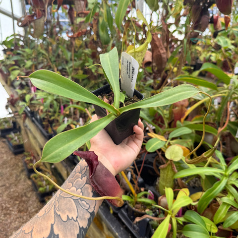 WH0399 Nepenthes bongso vat. robusta MT	(L)