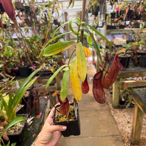 WH0397	Nepenthes ventricosa x hamata, BE-3899 (L) (Q)