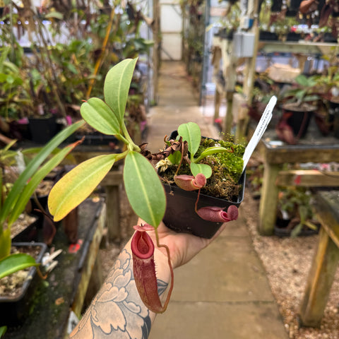 WH0395	 Nepenthes rajah x (burbidgiae x edwardsiana), BE-3902 (L) (Q)
