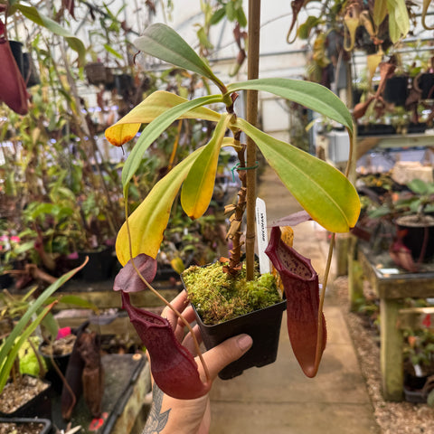 WH0398 Nepenthes (naga x bongso) x [(ventricosa x sibuyanensis) x marrilliana] (L) (Q)