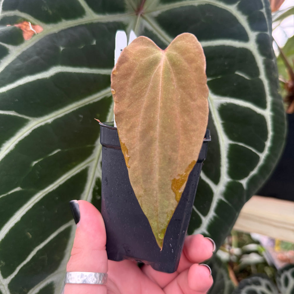 [MDR015] Anthurium papillilaminum 'Ree Gardens' CLONE