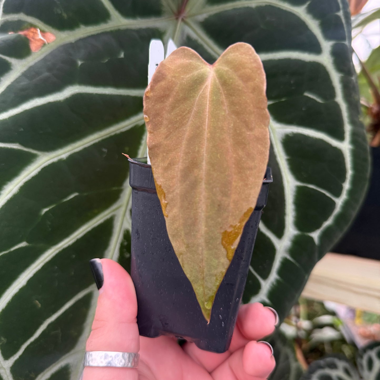 [MDR015] Anthurium papillilaminum 'Ree Gardens' CLONE