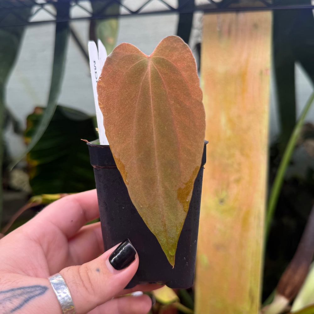 [MDR015] Anthurium papillilaminum 'Ree Gardens' CLONE