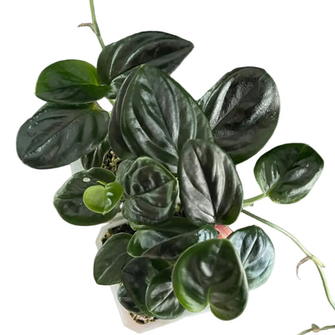 Mature Monstera alcirana with glossy dark green leaves held in a hand