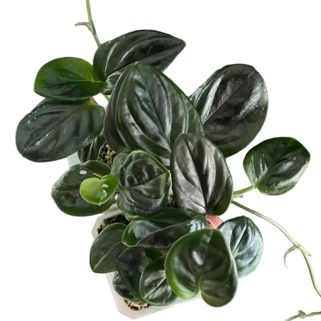 Mature Monstera alcirana with glossy dark green leaves held in a hand