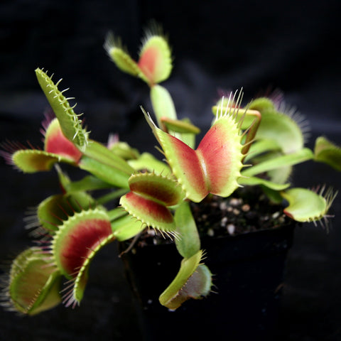 Venus flytrap with red inner traps and spiny green margins in a black pot