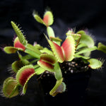 Venus Flytrap "King Henry" (Dionaea muscipula) Wholesale