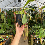[A260] Nepenthes (spathulata x jacquelineaea) x platychila, CAR-0428 (XL, unpotted)