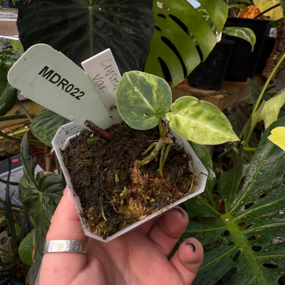 [MDR022] Variegated Anthurium Crystal Mag (Doc Block Lineage)