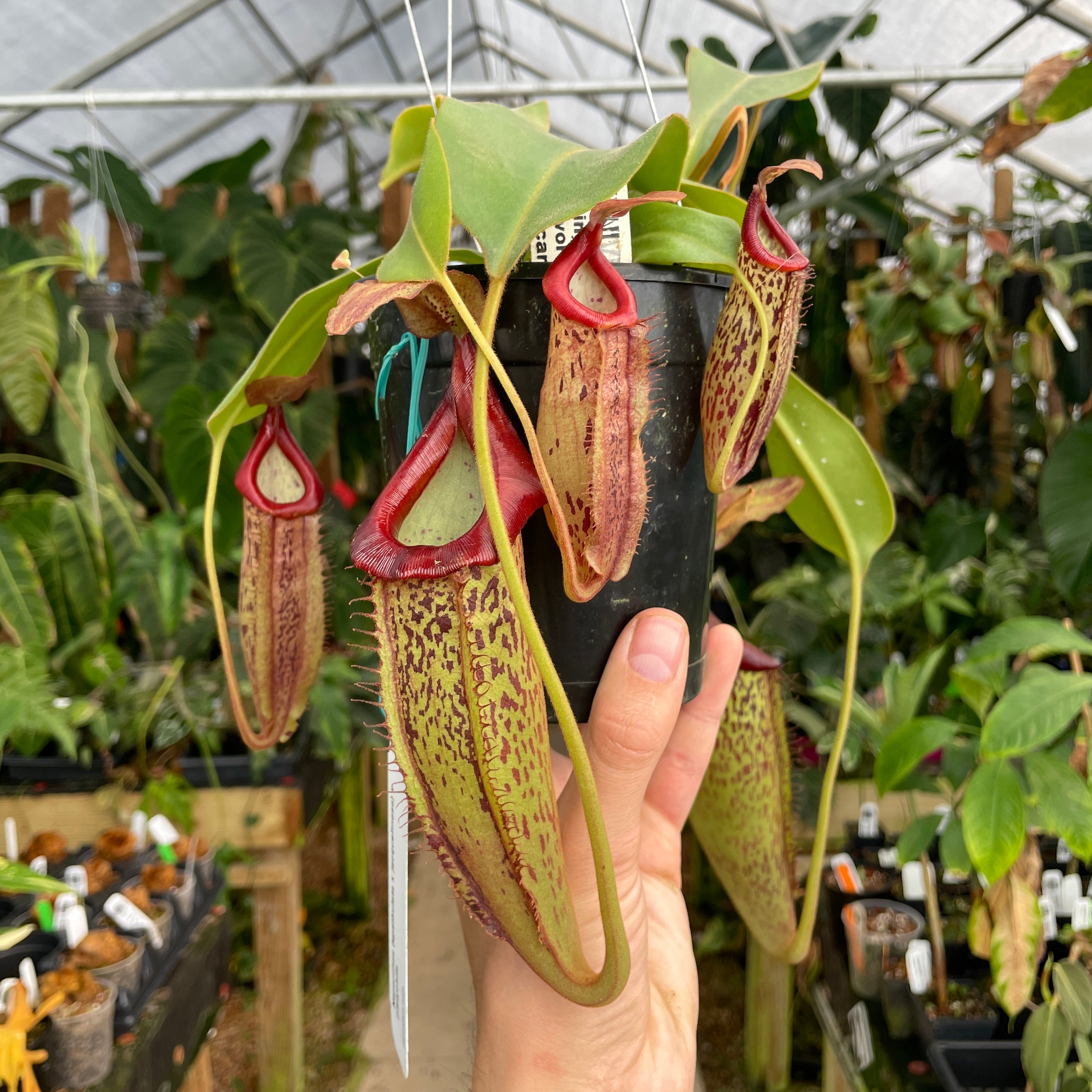 Nepenthes (spathulata x jacquelineaea) x platychila, CAR-0428