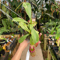 [A260] Nepenthes (spathulata x jacquelineaea) x platychila, CAR-0428 (XL, unpotted)