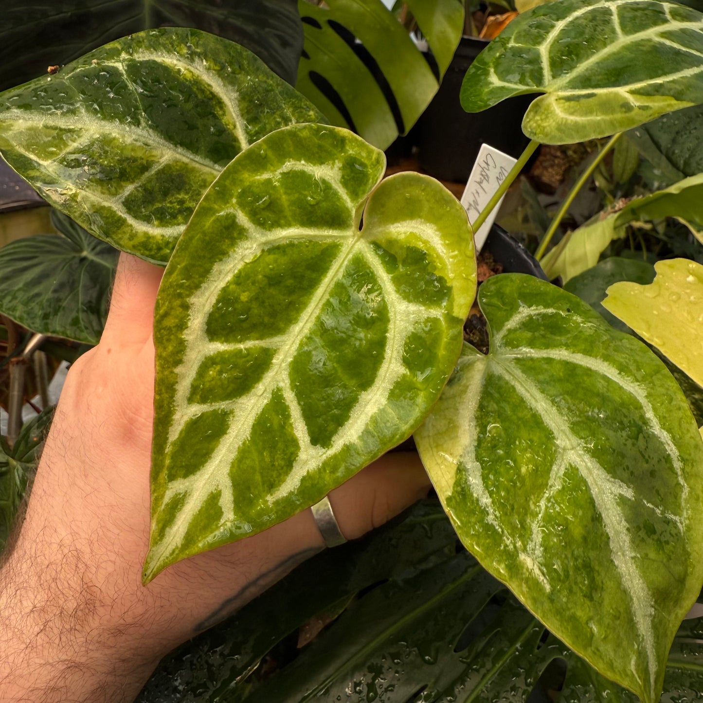 [MDR022] Variegated Anthurium Crystal Mag (Doc Block Lineage)