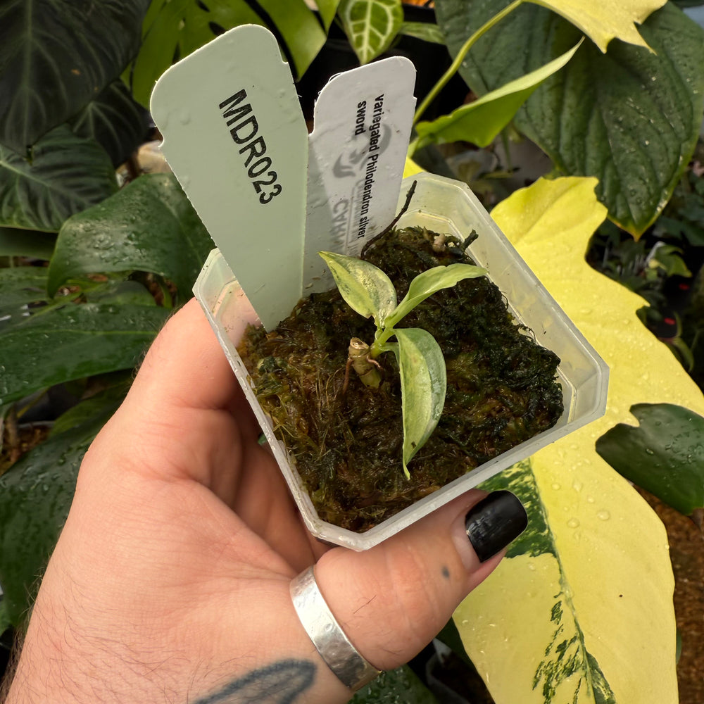 [MDR023] Variegated Philodendron Silver Sword