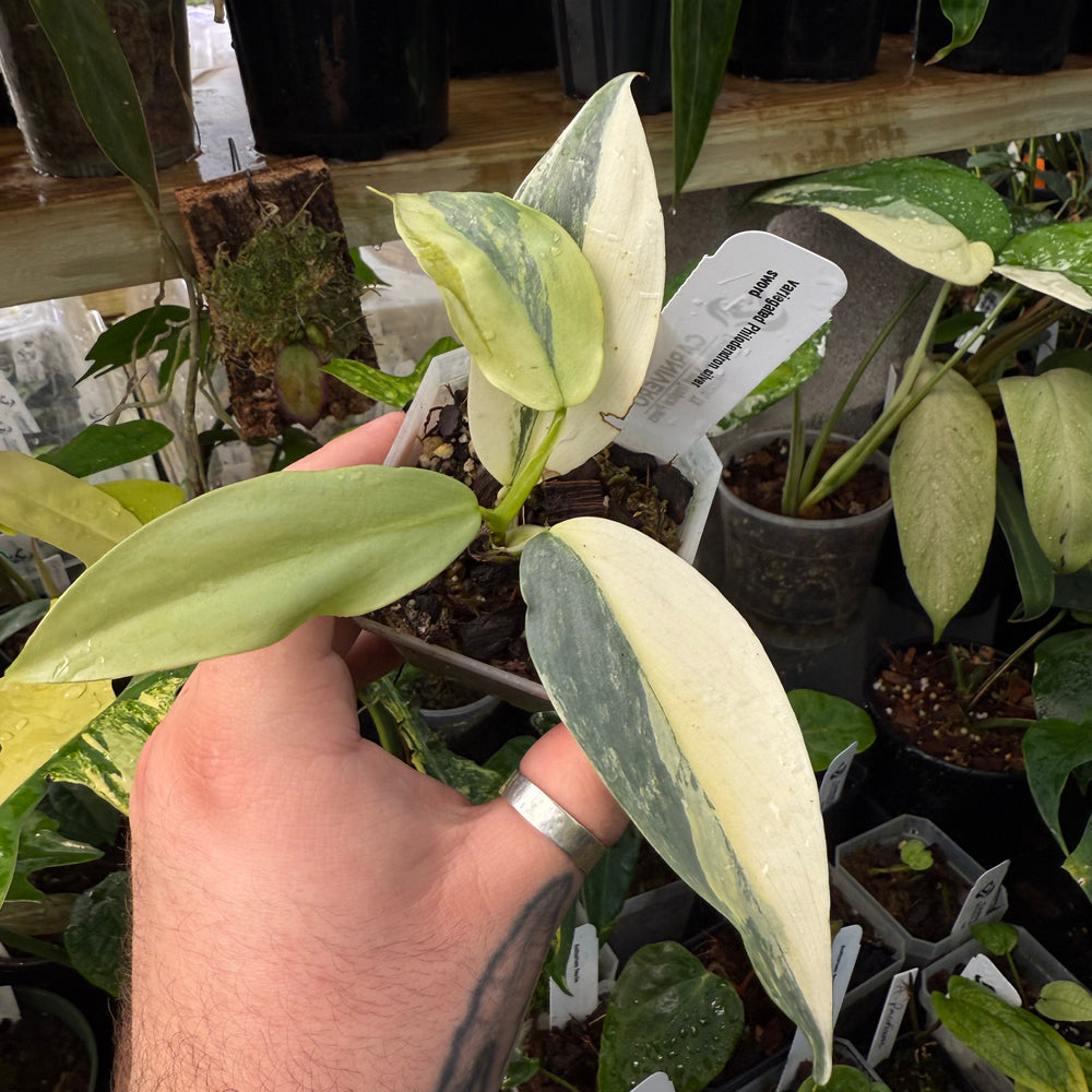 [MDR023] Variegated Philodendron Silver Sword