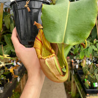 [A261] Nepenthes veitchii (Akazukin x Bareo) (XXL, unpotted)