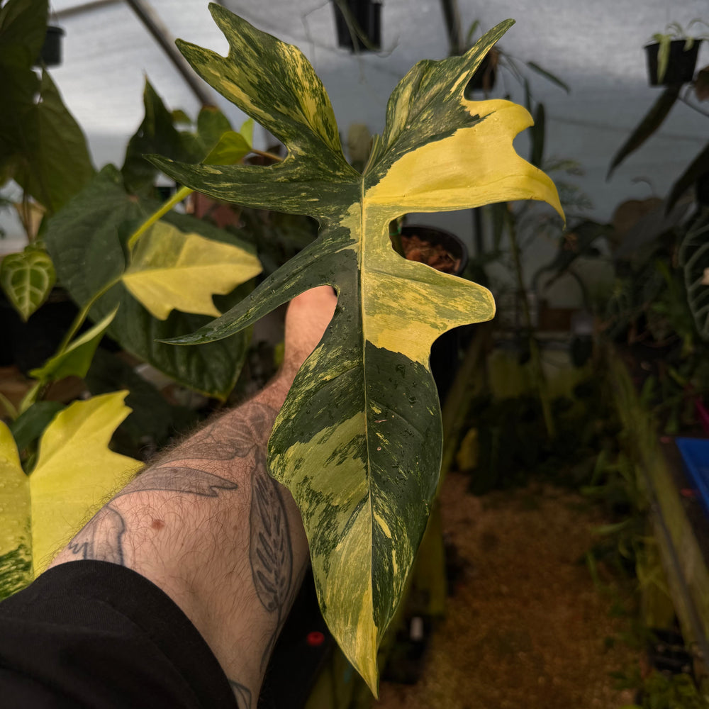 [MDR024] Philodendron Kitina