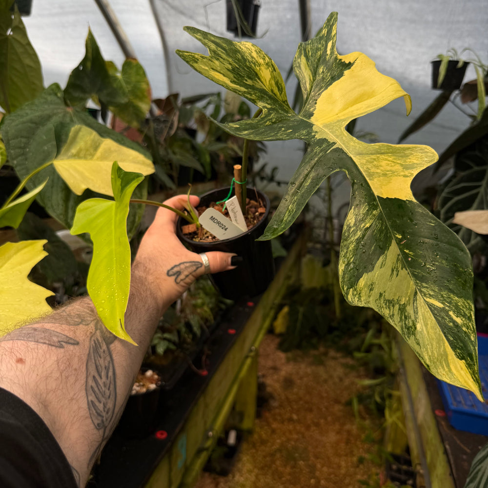 [MDR024] Philodendron Kitina