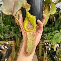 [A262] Nepenthes maxima wavy x veitchii candy SG CK (XL, unpotted)