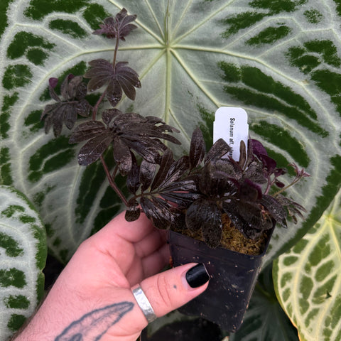 Small potted Solanum uleanum with dark purple leaves held against a pale large leaf backdrop