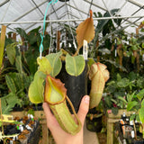 [A262] Nepenthes maxima wavy x veitchii candy SG CK (XL, unpotted)