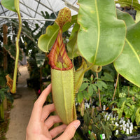 [A263] Nepenthes veitchii Bareo, Thai Clone (XXL, Unpotted)