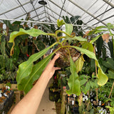 [A263] Nepenthes veitchii Bareo, Thai Clone (XXL, Unpotted)