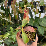 [A264] Nepenthes rafflesiana JB x veitchii CK (Med)