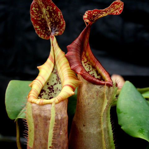 Pitcher plant Nepenthes The Wave with large yellow striped pitchers and red rims against a dark background