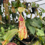 [A264] Nepenthes rafflesiana JB x veitchii CK (Med)